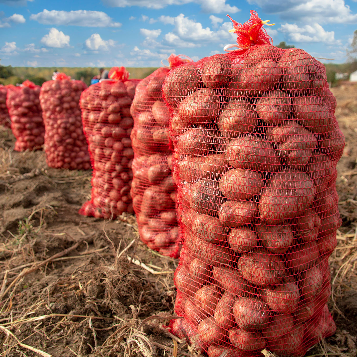 Saco Raschel rojo 5 kg Saco Raschel rojo 5 kg